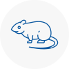 Rat Control Belsize Park