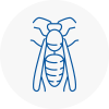Belsize Park Wasp Nest Removal
